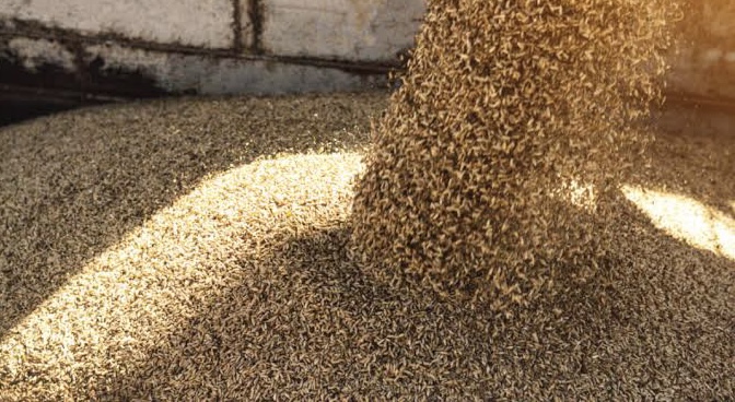 wheat