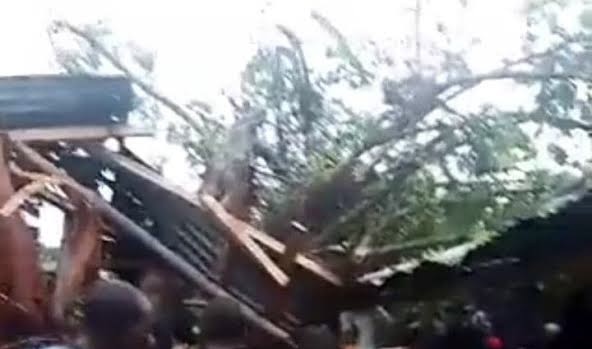 Toppled trees