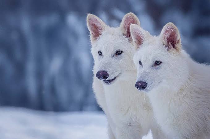 Dire wolf