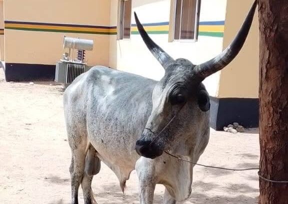 bull