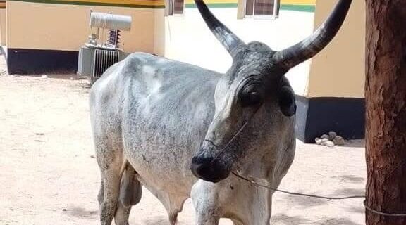bull