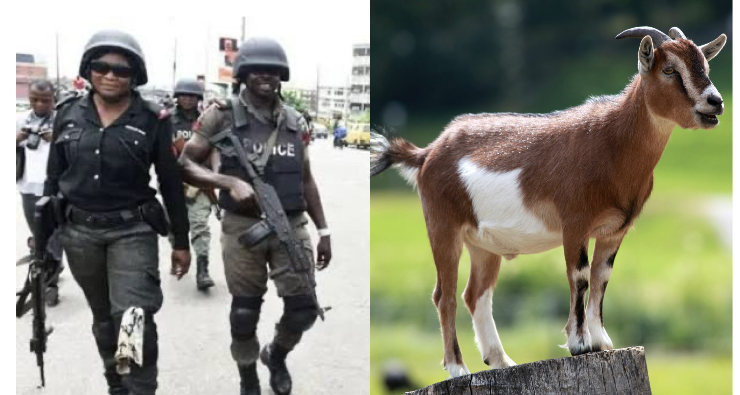 Armed policemen in Niger State and goat