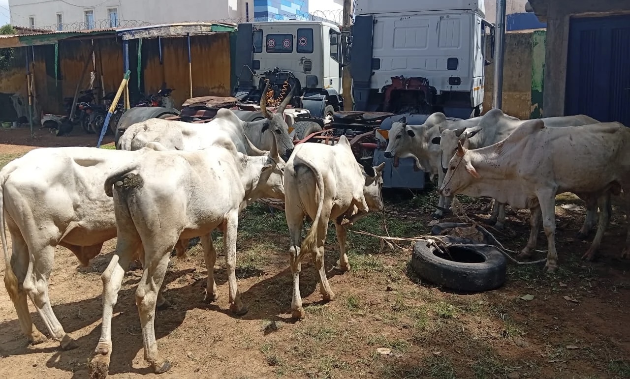 Rescued cows
