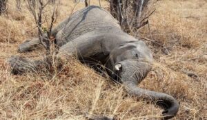 Dead elephant