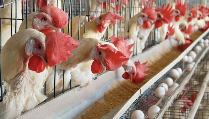 Livestock