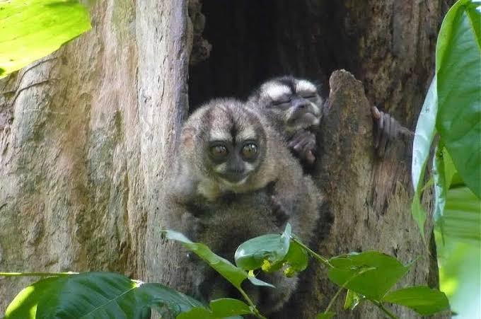 Panama monkeys