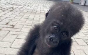 Customs repatriate rescued baby gorilla to Congo