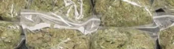 Indian hemp