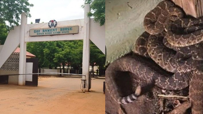 Kebbi Government House, snakes