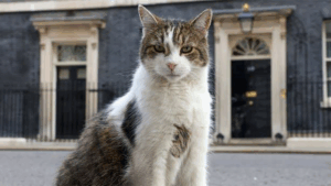 Chief Mouser Larry