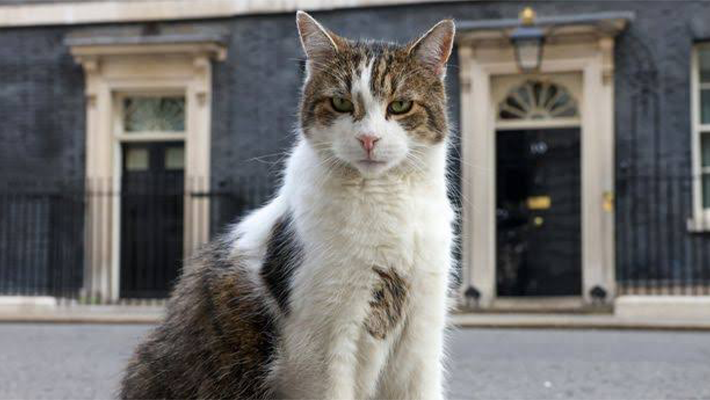 Chief Mouser Larry