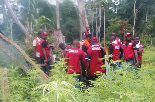 NDLEA on cannabis farm