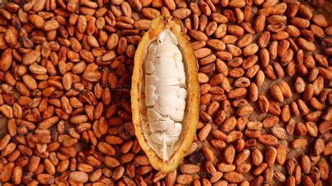 cocoa pods