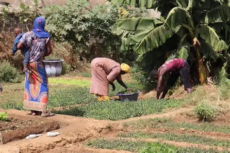 Women working in rural Nigeria