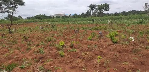 Cassava farming in Anambra