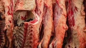 Carcasses of cows
