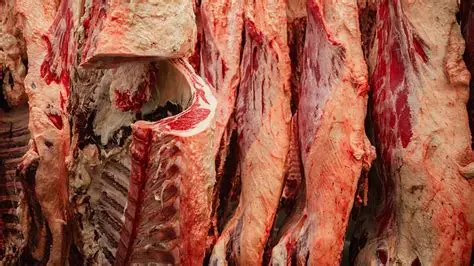 Carcasses of cows