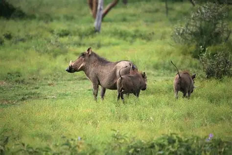 warthog