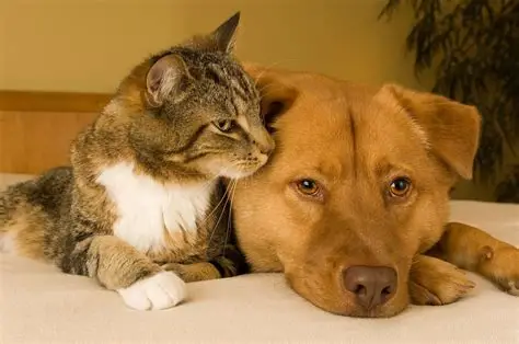 Dogs and cats