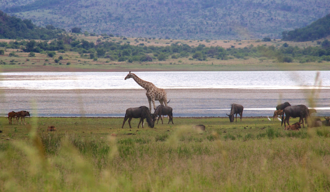 Pilanesberg National Park, South Africa