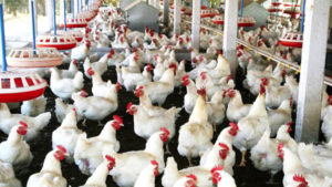 Poultry market