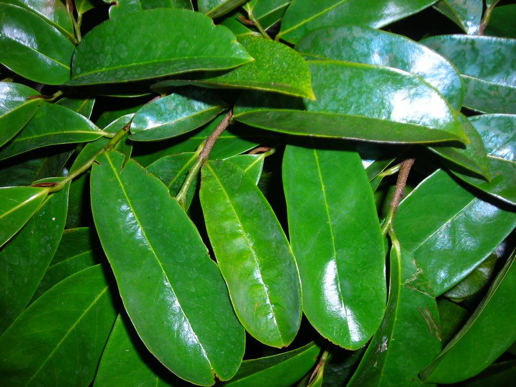 Sour sop leaves
