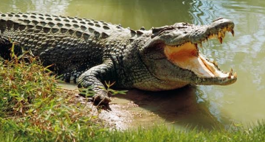 Crocodile