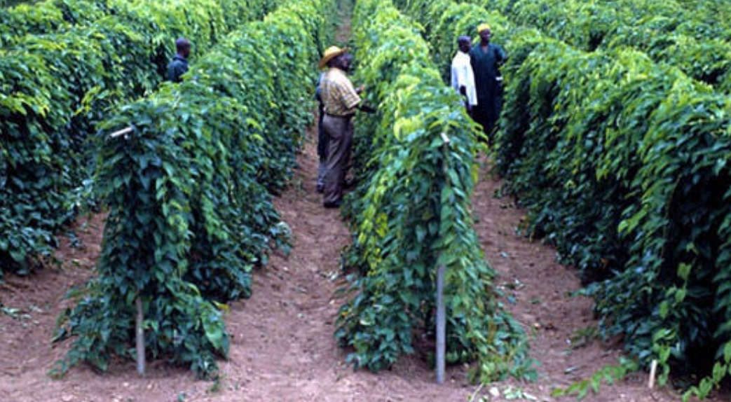 NEMA gives yam seedlings to 1,754 Lagos farmers