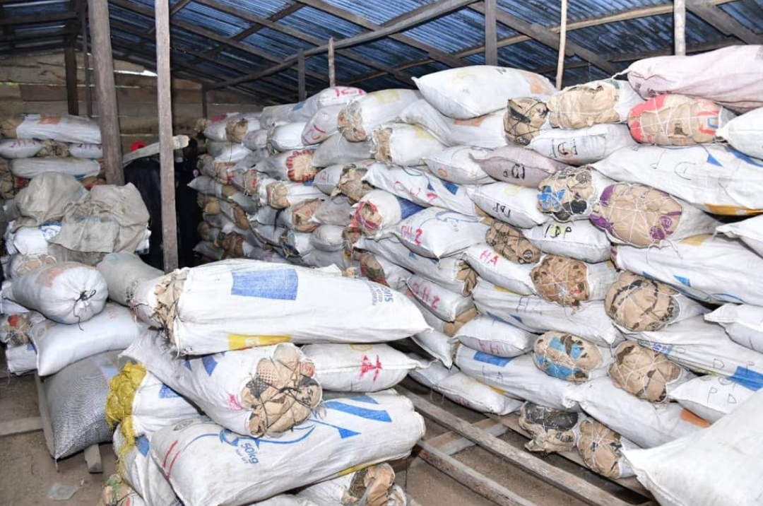 Cannabis set ablazed by NDLEA