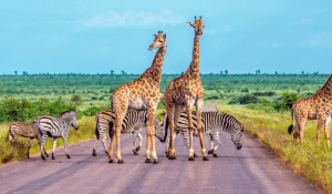 African biodiversity