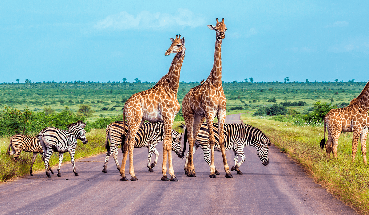 African biodiversity