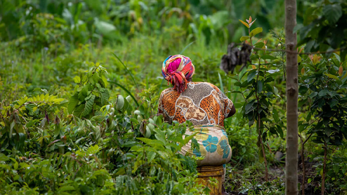 Spice Farming
