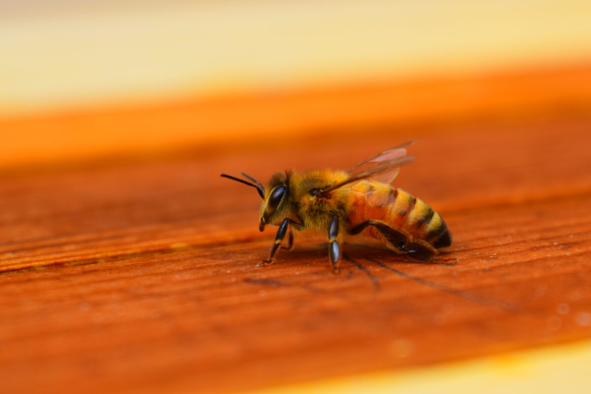Bees