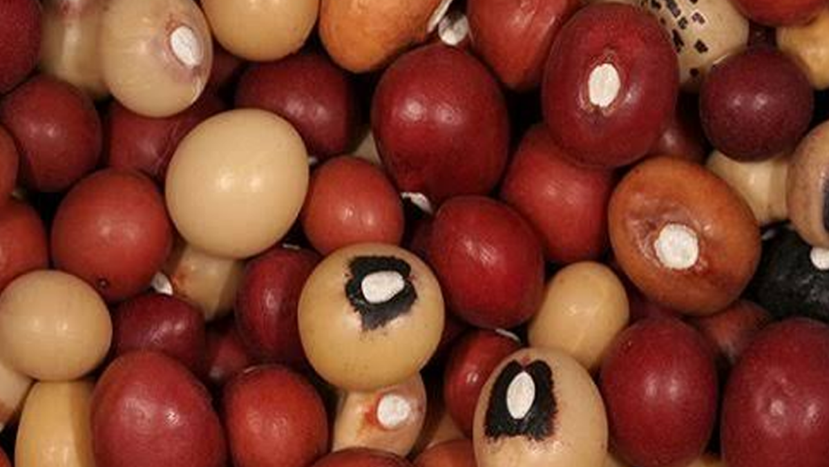 Bambara nut
