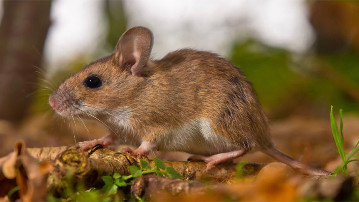 Medical expert raises concern over Lassa fever being mistaken for malaria