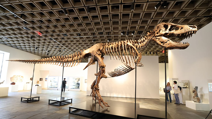 Tyrannosaurus rex skeleton aka Gus