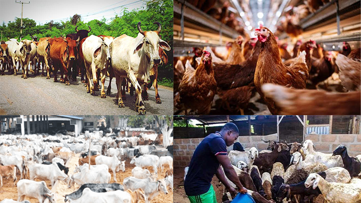 Livestock