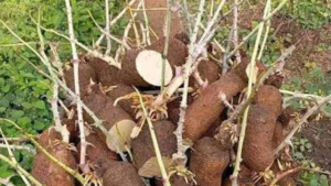 Yam seedlings