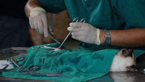 Veterinarian at work