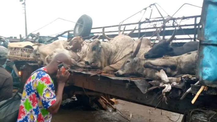 Road accident involving a Volvo truck carrying cows and two other vehicles
