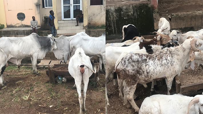 Cows and rams