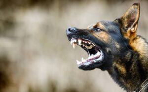 Rabid Dog