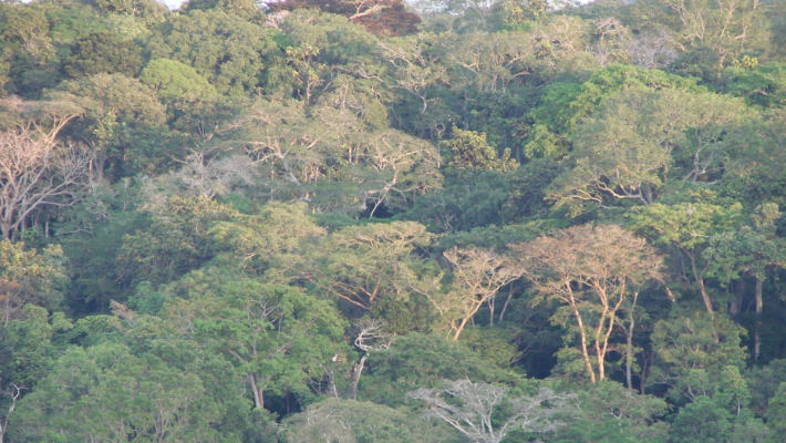 Ivory Coast Forrest’s