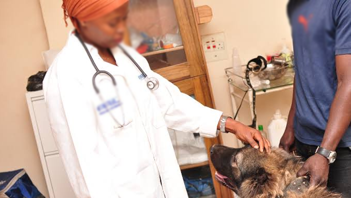 Image used to illustrate a vet