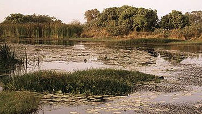 Hadejia Wetlands National Park in Jigawa