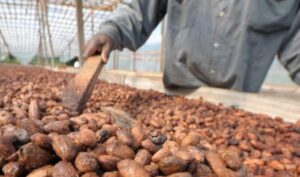 cocoa farmer