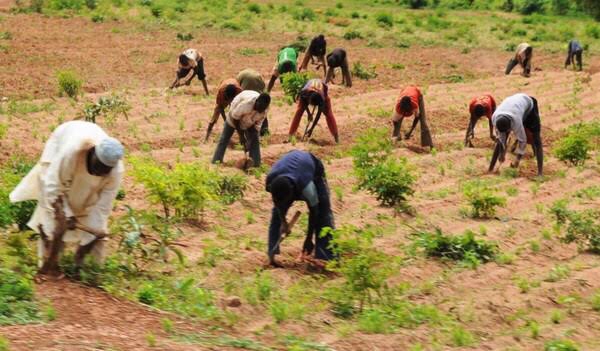 Image showing dry season farmers
