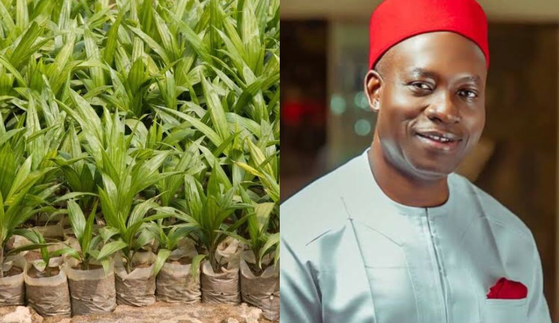 PALM OIL SEEDLINGS and Governor Charles Soludo