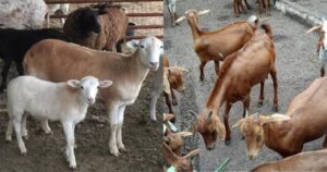 SHEEP, GOATS