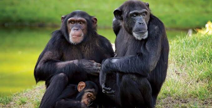 Chimpanzees